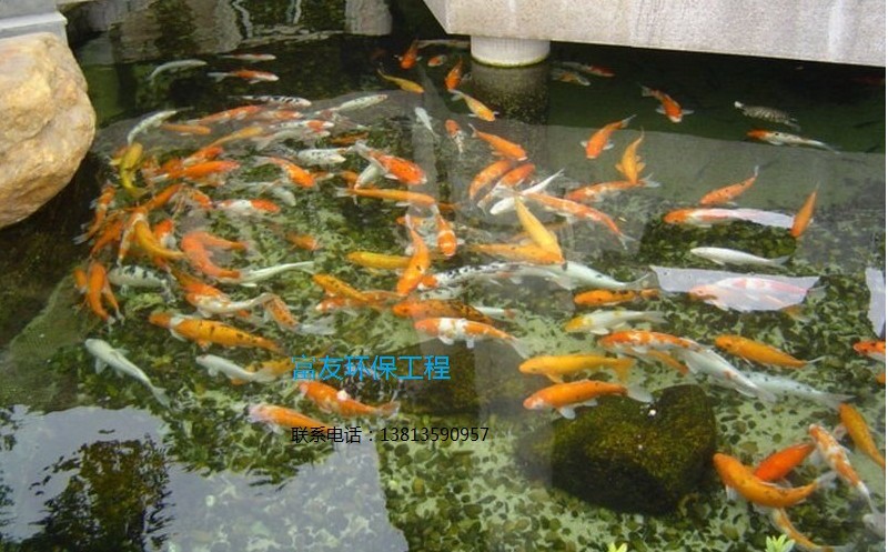 南京市室外錦鯉魚池水淨化工程,富友魚池水處理